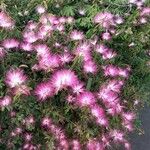 Calliandra selloi Kvet