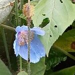 Meconopsis grandis 花