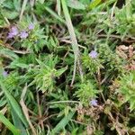 Verbena bracteata Blüte