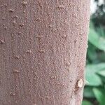 Ficus rubiginosa Bark