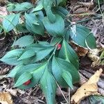 Ruscus hypophyllum Blatt