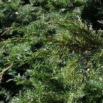 Juniperus sabina Blad