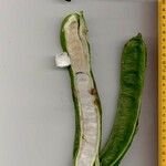 Inga sapindoides Otro