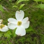 Cornus floridaBlomst