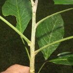 Angostura granulosa Leaf