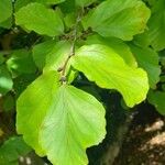 Parrotia persica Leht