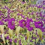 Callicarpa dichotoma Ffrwyth