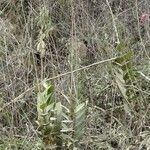 Epidendrum ibaguense Alkat (teljes növény)