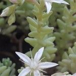 Sedum moranense Leaf
