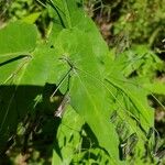 Prenanthes purpurea Leaf