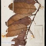Mabea angularis Hoja