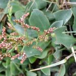 Limonium auriculiursifolium Лист