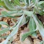 Chardinia orientalis Corteza