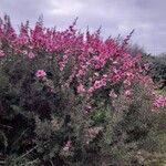 Leptospermum scoparium List