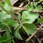 Draba muralis Leaf