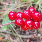 Actaea rubra 果實