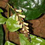 Thomandersia hensii Flower