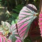 Begonia brevirimosa Leaf