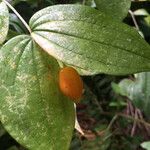 Prosartes smithii Gyümölcs