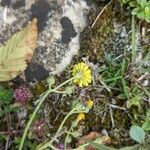 Pilosella piloselloides Λουλούδι