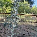 Phacelia heterophylla چھال