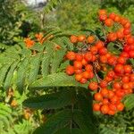 Sorbus aucupariaPlod