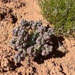 Physaria chambersii Flor