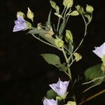 Jacquemontia pentanthos 花