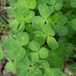 Trifolium subterraneum Blad