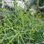 Bupleurum spinosum Leaf