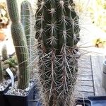 Pachycereus pringlei Yeri