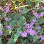 Plectranthus fruticosus 花