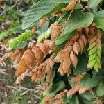 Flemingia strobilifera Fruit