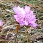Armeria maritima Sonstige