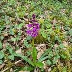 Orchis masculaBlomst