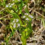 Valerianella eriocarpa Fula