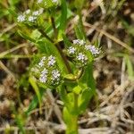 Valerianella eriocarpa Blüte