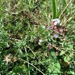 Plumbago europaea Habit