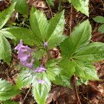 Cardamine pentaphyllos পাতা