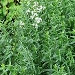 Galium boreale عادت داشتن