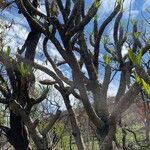 Pachypodium geayiBark