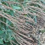 Verbena hastata Fruit