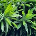 Dracaena fragrans List