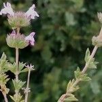 Satureja thymbra Flower