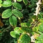 Rosa setipoda Hoja