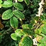 Rosa setipoda Leaf