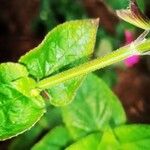 Salvia coccinea Bark