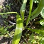 Allium subhirsutum Leaf