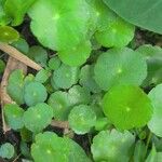 Hydrocotyle verticillataLeht