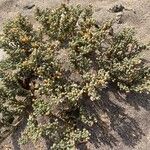 Tetraena fontanesii Hostoa